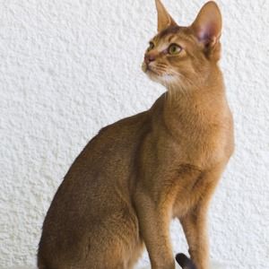 Meet your Posher, Alfred